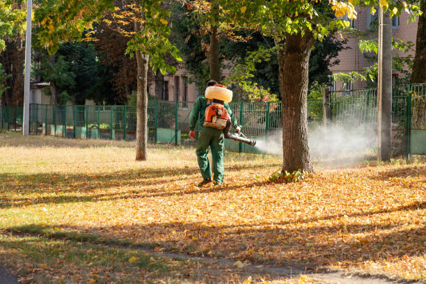 Flea Control Services in Dardenne Prairie, MO