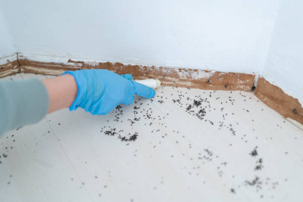 Best Affordable Pest Control Services  in Dardenne Prairie, MO